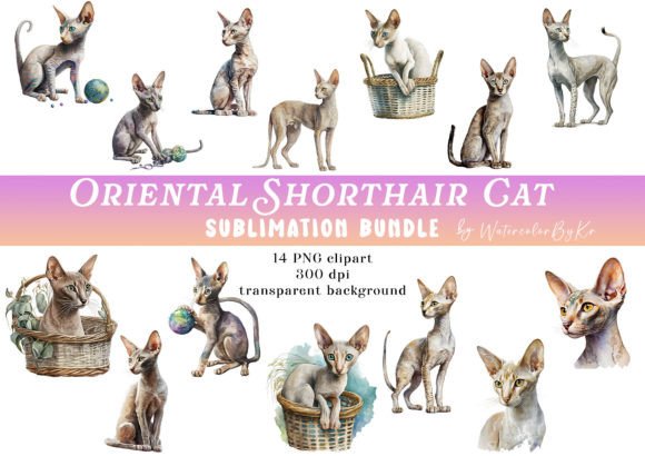 Download Watercolor Oriental Shorthair Cat Bundle - Premium Resources